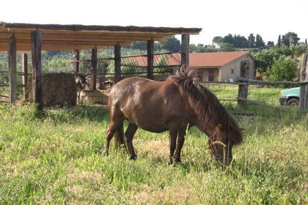 Agriturismo Il Poggio Casale Marittimo Eksteriør billede